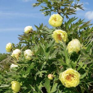 Yellow peony flowers on leafy green bush
