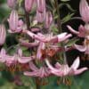 Close-up of pink and white lilies blooming with prominent stamens.