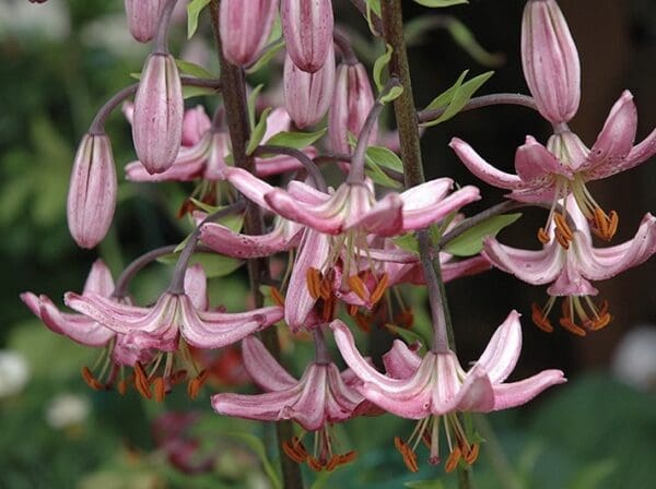 Close-up of pink and white lilies blooming with prominent stamens.