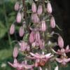 Close-up of pink lily flowers with elongated buds and petals.