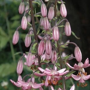 Close-up of pink lily flowers with elongated buds and petals.