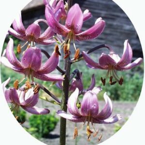 Close-up of pink and white flowers on a tall stem outdoors.