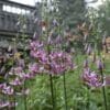Tall purple flowers blooming in a garden near a wooden fence.