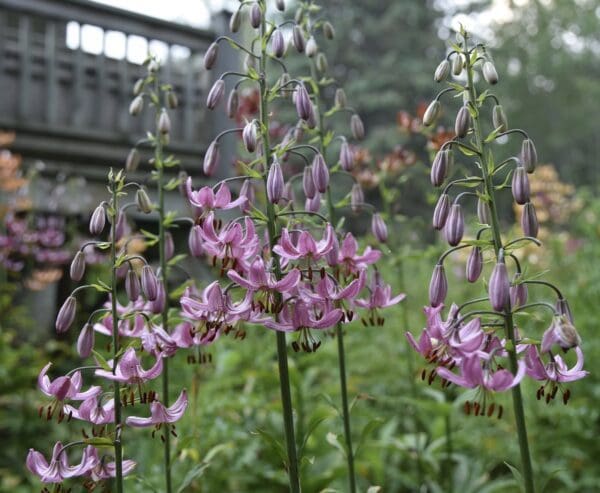 Tall purple flowers blooming in a garden near a wooden fence.