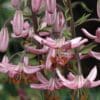Close-up of pink Turk's cap lilies with curved petals.