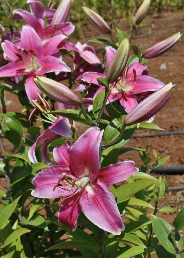 Vibrant pink lilies blooming against a rustic wooden background.