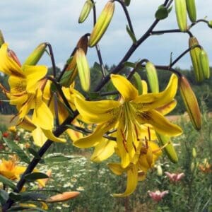 Bright yellow lilies with green buds and blooms.