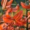 Close-up of vibrant orange lilies blooming.