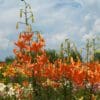 Bright orange lilies bloom under a partly cloudy sky.