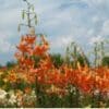 Orange lilies blooming in a garden under a cloudy sky.