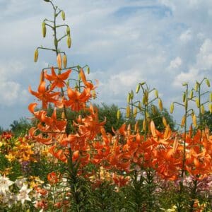 Bright orange lilies bloom under a partly cloudy sky.