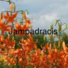 Bright orange tiger lilies blooming in a garden under a clear sky.
