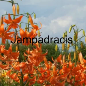 Bright orange tiger lilies blooming in a garden under a clear sky.