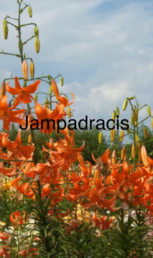 Bright orange tiger lilies blooming in a garden under a clear sky.