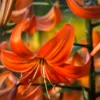 Close-up of vibrant orange lilies in bloom with green foliage in the background.