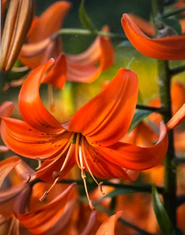 Close-up of vibrant orange lilies in bloom with green foliage in the background.