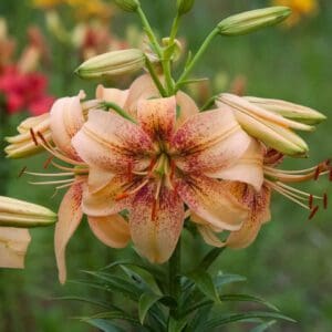 A close-up of a pink lily flower with green foliage.