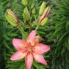 A vibrant pink lily flower blooming with green leaves in the background.