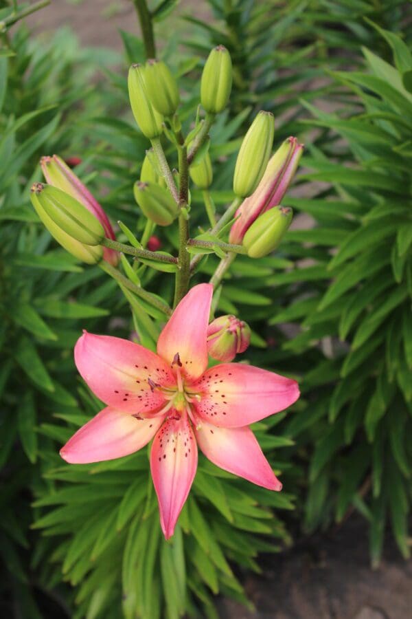 A vibrant pink lily flower blooming with green leaves in the background.