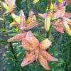 Close-up of blooming pink lilies with yellow accents in a garden.