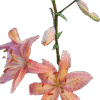 Pink tiger lilies with delicate petals and buds on a green stem.