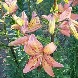 Close-up of blooming pink lilies with yellow accents in a garden.