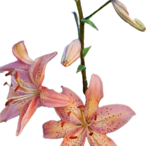 Pink tiger lilies with delicate petals and buds on a green stem.