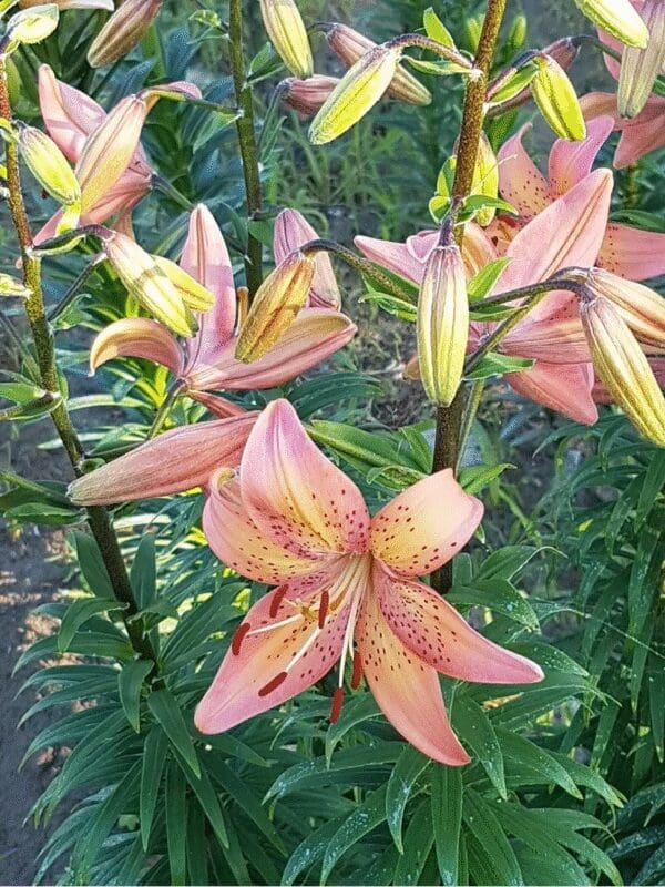 Close-up of blooming pink lilies with yellow accents in a garden.