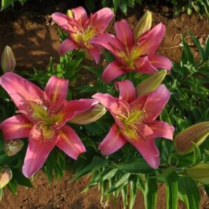 Bright pink lilies blooming in a garden with green foliage.