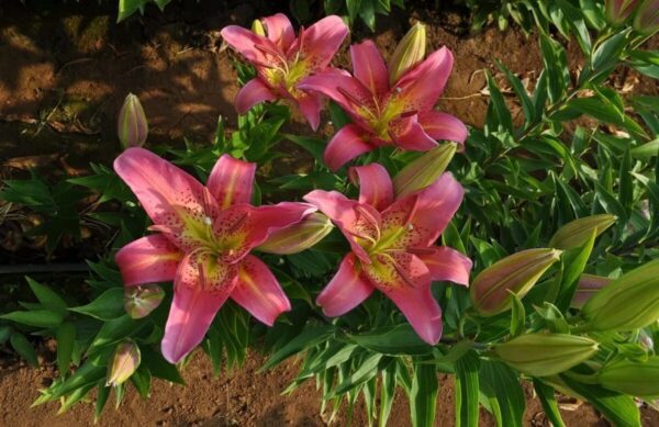 Bright pink lilies blooming in a garden with green foliage.