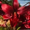 A vibrant red lily flower in bloom against a natural background.