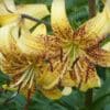 Yellow tiger lilies with speckled petals blooming.