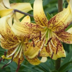 Yellow tiger lilies with speckled petals blooming.