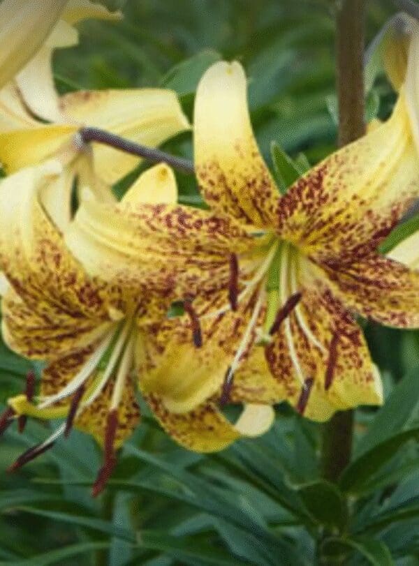 Yellow tiger lilies with speckled petals blooming.
