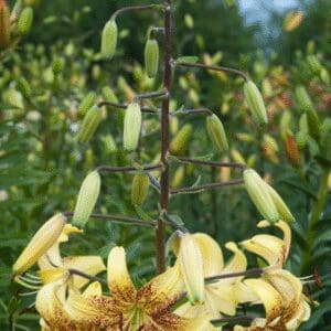 Cluster of yellow tiger lilies blooming amid green leaves.