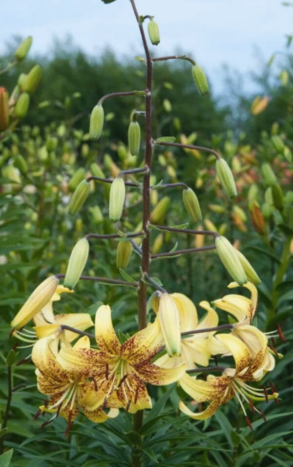 Cluster of yellow tiger lilies blooming amid green leaves.