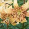 Yellow tiger lilies with speckled petals in a garden.