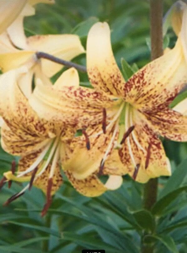 Yellow tiger lilies with speckled petals in a garden.