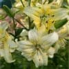 Close-up of delicate yellow lilies blooming outdoors.