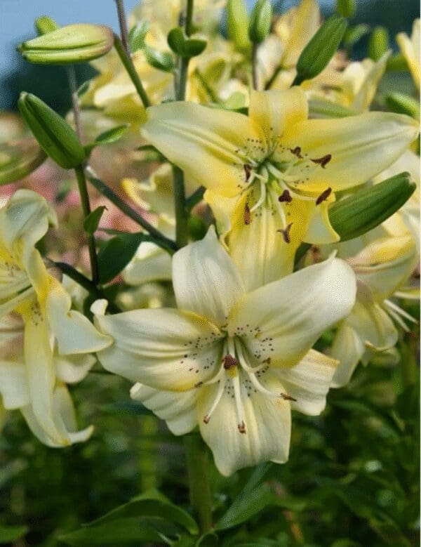 Close-up of delicate yellow lilies blooming outdoors.