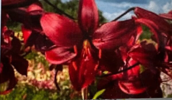 A vibrant red lily flower in bloom against a natural background.