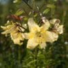 Close-up of delicate yellow flowers with a blurred green background.