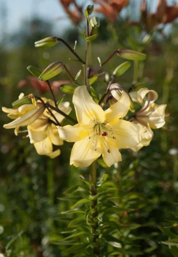 Close-up of delicate yellow flowers with a blurred green background.