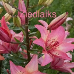 Pink lilies blooming vibrantly in a garden.