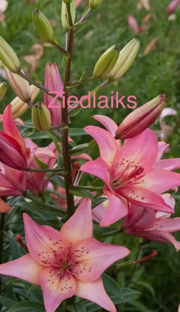 Cluster of pink Asiatic lilies and unopened buds