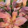 Close-up of a pink lily flower with speckled petals.
