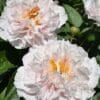 Close-up of delicate pale pink peonies with yellow centers.