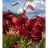 Vibrant red lilies blooming under a blue sky.