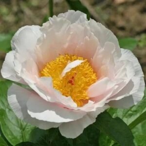 A delicate white flower with a bright yellow center.