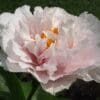 A delicate pale pink peony flower in bloom with lush green leaves.